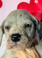 processed/8ec2e708-4c63-4486-b97a-c8ed9fbace88/listing/b9bc493e-1095-42e8-8c6c-8160ed318f1a/b8ba7c66-2a87-4902-909d-fad03c66dcfb