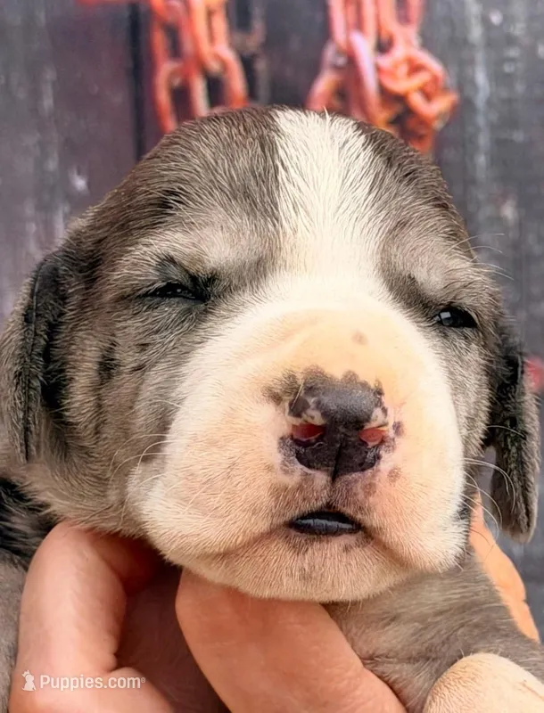 Laura - Black Mantle Merle – Great Dane puppy for sale in Albion, IL