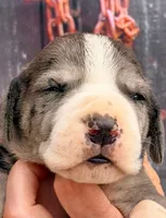 Laura - Black Mantle Merle, a female Great Dane for sale in Albion, IL – 1 of 4