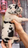 Logan - Black Harlequin, a male Great Dane for sale in Albion, IL – 2 of 4
