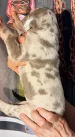 Kim - Lilac Harlequin, a female Great Dane for sale in Albion, IL – 5 of 5