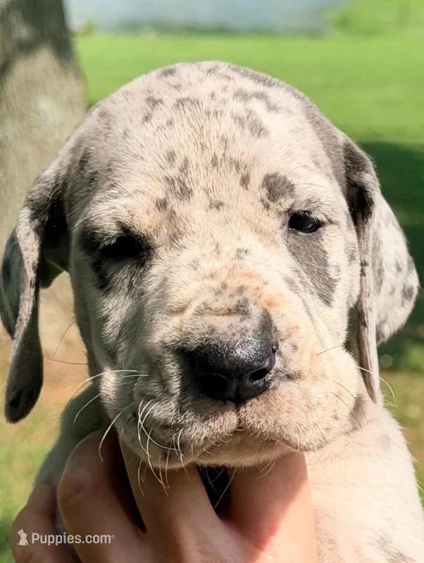 Norma - Blue Merle – Great Dane puppy for sale in Albion, IL