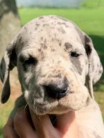 Norma - Blue Merle, a female Great Dane for sale in Albion, IL – 2 of 4