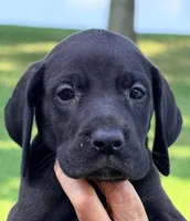 Kylie - Black, a female Great Dane for sale in Albion, IL – 2 of 5