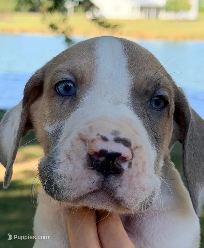 Samson - Fawn Harlequin – Great Dane puppy for sale in Albion, IL