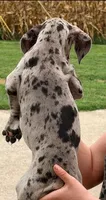 Virginia - Black Merle, a female Great Dane for sale in Albion, IL – 2 of 2