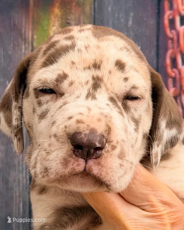 Karen - Chocolate Merle – Great Dane puppy for sale in Albion, IL