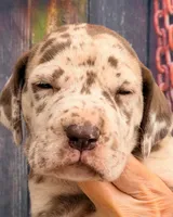 Karen - Chocolate Merle, a female Great Dane for sale in Albion, IL – 1 of 5