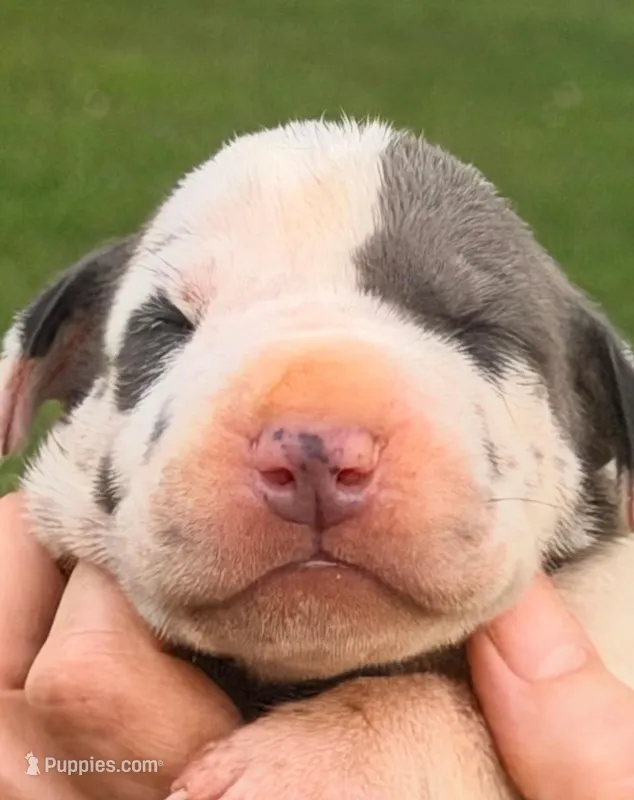 Nina - Blue Harlequin – Great Dane puppy for sale in Albion, IL