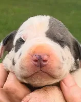 Nina - Blue Harlequin, a female Great Dane for sale in Albion, IL – 1 of 2
