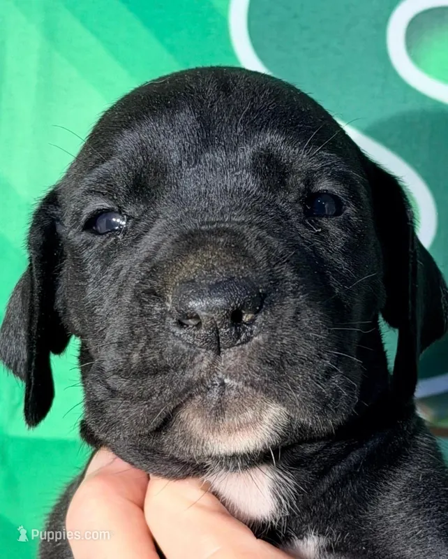 Jill - Black, a female Great Dane for sale in Albion, IL – Photo 1 of 2