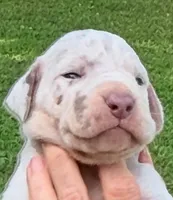 Millie - Lilac Merle, a female Great Dane for sale in Albion, IL – 1 of 4
