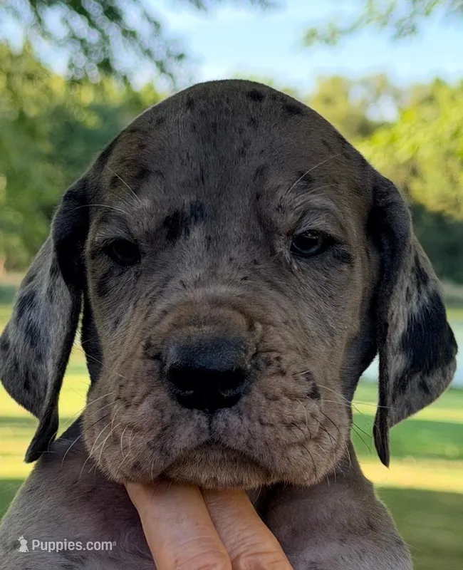 Vance - Black Merle – Great Dane puppy for sale in Albion, IL