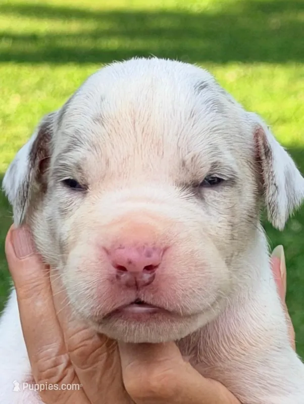 Miles - Lilac Harlequin – Great Dane puppy for sale in Albion, IL