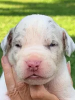 Miles - Lilac Harlequin, a male Great Dane for sale in Albion, IL – 1 of 4
