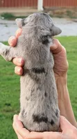 Quincy - Black Merle, a male Great Dane for sale in Albion, IL – 2 of 2