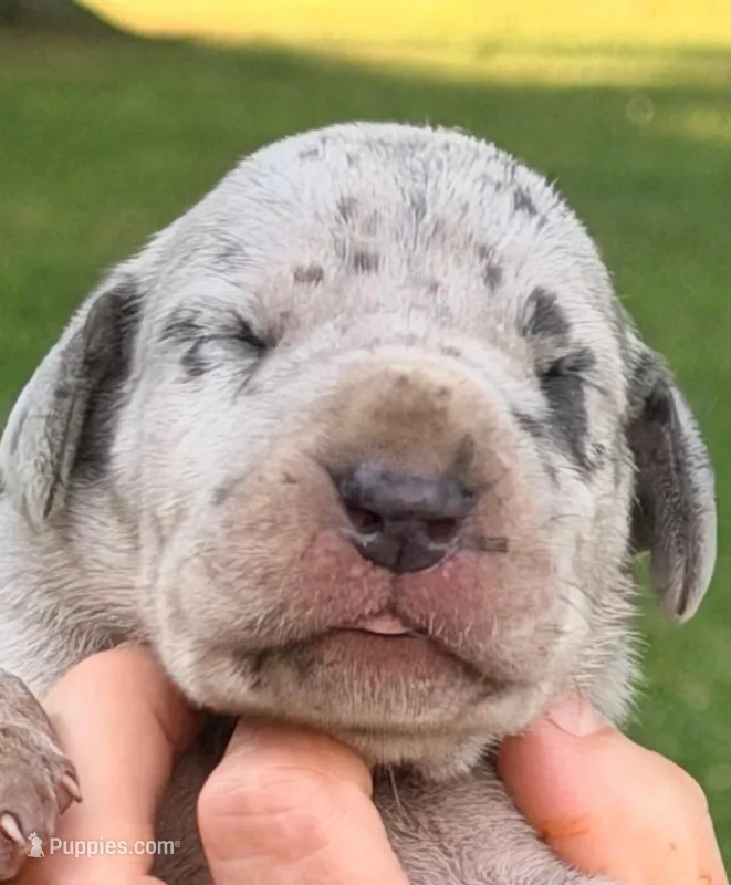 Norma - Blue Merle – Great Dane puppy for sale in Albion, IL