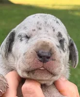 Norma - Blue Merle, a female Great Dane for sale in Albion, IL – 1 of 2