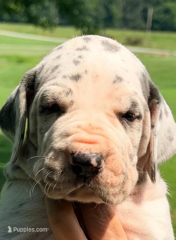 Quinton - Blue Harlequin – Great Dane puppy for sale in Albion, IL