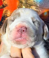 processed/8ec2e708-4c63-4486-b97a-c8ed9fbace88/listing/cae60fc7-ff22-498c-9556-7e38344612fb/e0a9bc91-f313-4b69-ab8a-2389b7936f8b