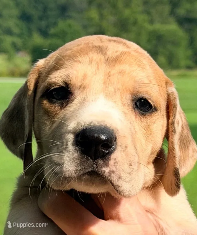 Paige - Lilac Merle – Great Dane puppy for sale in Albion, IL