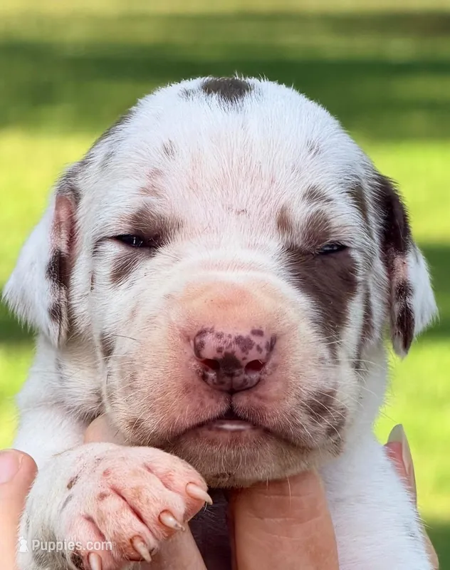 Miley - Chocolate Harlequin – Great Dane puppy for sale in Albion, IL