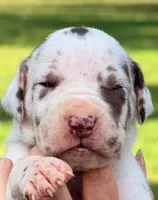 Miley - Chocolate Harlequin, a female Great Dane for sale in Albion, IL – 1 of 4
