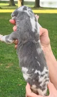 Nala - Blue Harlequin, a female Great Dane for sale in Albion, IL – 2 of 2