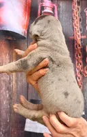 Lana - Blue Merle, a female Great Dane for sale in Albion, IL – 4 of 4