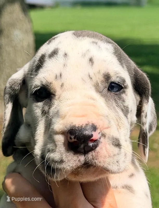 Nellie - Blue Harlequin – Great Dane puppy for sale in Albion, IL