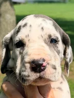 Nellie - Blue Harlequin, a female Great Dane for sale in Albion, IL – 1 of 4