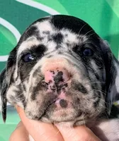 Janet - Black Harlequin, a female Great Dane for sale in Albion, IL – Photo 1 of 2