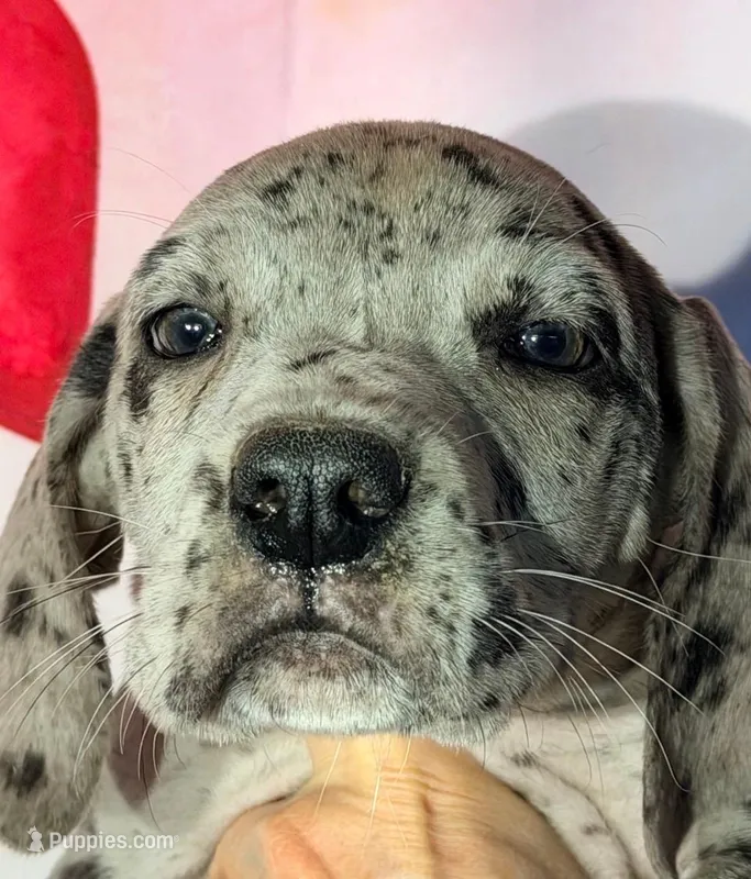 Violet - Black Merle