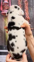 Logan - Black Harlequin, a male Great Dane for sale in Albion, IL – 3 of 4