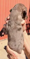 William - Chocolate Merle, a male Great Dane for sale in Albion, IL – 2 of 3