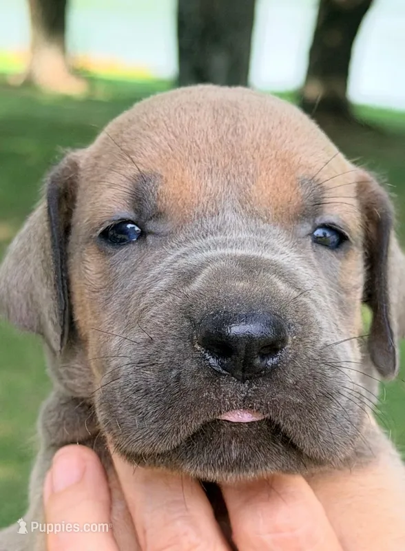 Scott - Blue Fawn – Great Dane puppy for sale in Albion, IL