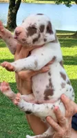 Miley - Chocolate Harlequin, a female Great Dane for sale in Albion, IL – 2 of 4