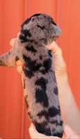 Felix - Black Merle, a male Great Dane for sale in Albion, IL – 2 of 2