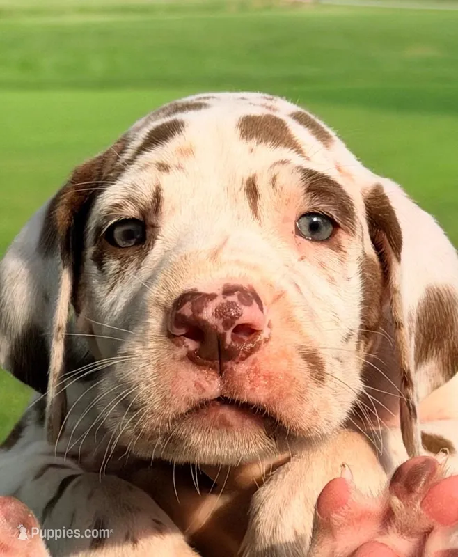 Marcus - Chocolate Harlequin – Great Dane puppy for sale in Albion, IL