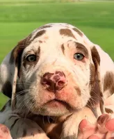 Marcus - Chocolate Harlequin, a male Great Dane for sale in Albion, IL – 1 of 4