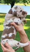 Maggie - Chocolate Harlequin, a female Great Dane for sale in Albion, IL – 2 of 4
