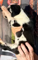Kathy - Black Harlequin, a female Great Dane for sale in Albion, IL – 5 of 5