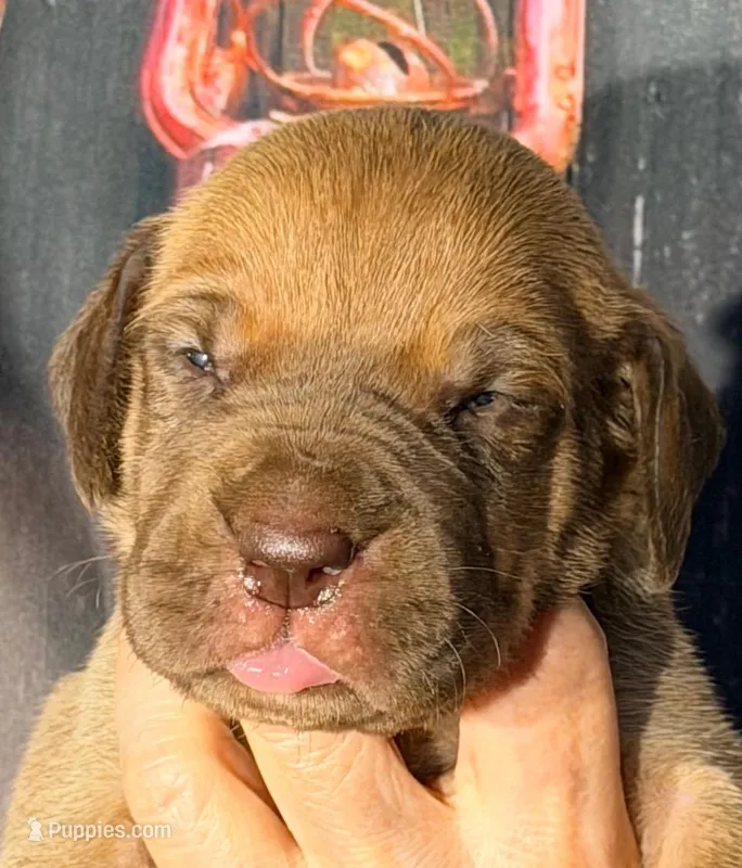 Kyle - Chocolate Fawn – Great Dane puppy for sale in Albion, IL
