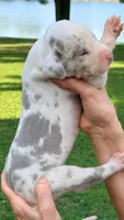 Miles - Lilac Harlequin, a male Great Dane for sale in Albion, IL – 4 of 4
