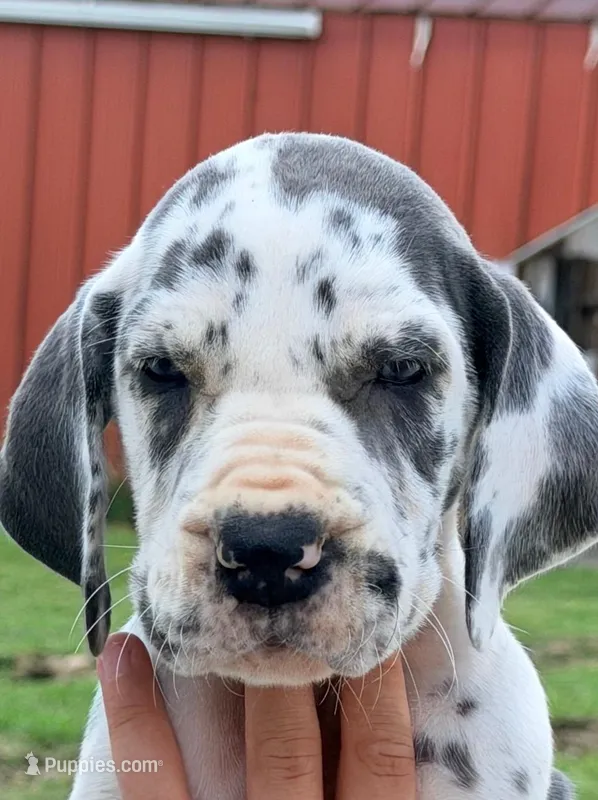 Nellie - Blue Harlequin – Great Dane puppy for sale in Albion, IL