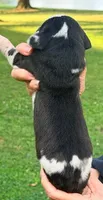 Parker - Black Harlequin, a male Great Dane for sale in Albion, IL – 2 of 2