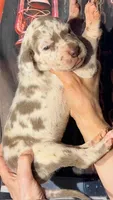 Kim - Lilac Harlequin, a female Great Dane for sale in Albion, IL – 3 of 5