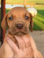 Tilly - Chocolate Fawn, a female Great Dane for sale in Albion, IL – 2 of 2