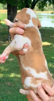 Troy - Fawn Harlequin, a male Great Dane for sale in Albion, IL – 5 of 5