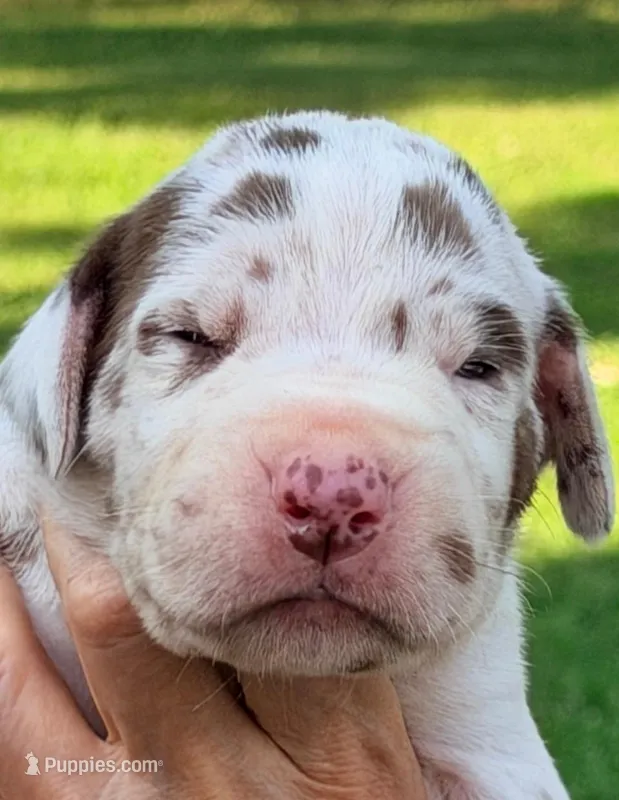 Marcus - Chocolate Harlequin – Great Dane puppy for sale in Albion, IL